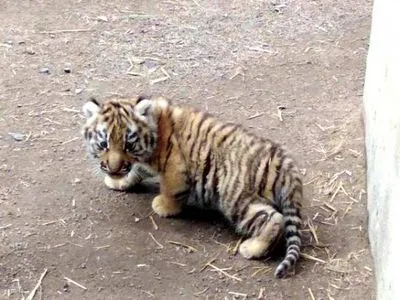 В Одесском зоопарке родился тигрёнок