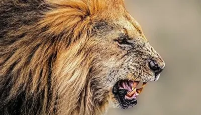 Влада Мехіко направила 250 правоохоронців на пошуки лева, що вбив людину