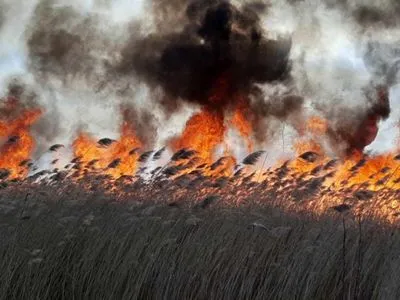 В Днепропетровской области горел сухостой