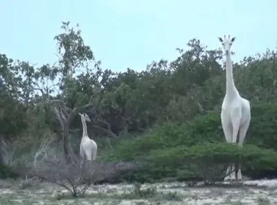 У Кенії браконьєри вбили рідкісних білих жирафів у заповіднику