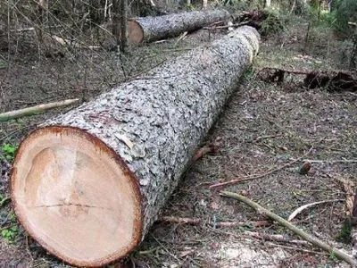 На Тернопільщині чоловіка на смерть прибило зрізане дерево