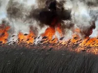 За сутки в Житомирской области произошло 46 пожаров сухостоя