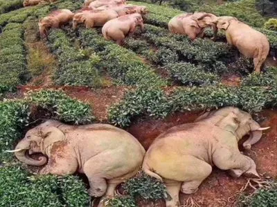 Користуючись карантином: слони забрели в китайське село і напилися вина