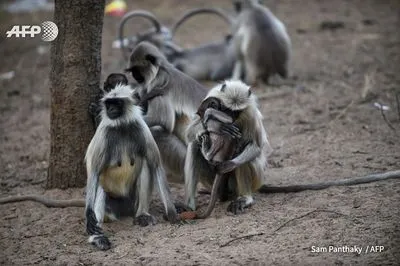 В Индии обезьяны остались без еды из-за коронавируса