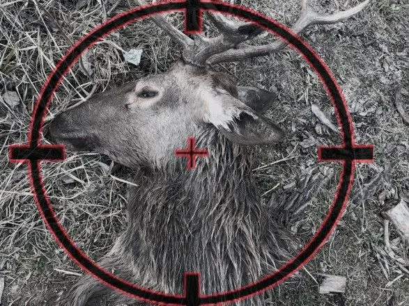 На Львівщині затримали чотирьох браконьєрів за вбивство оленя