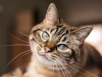 В Бельгии кошка заразилась коронавирусом от хозяина - СМИ