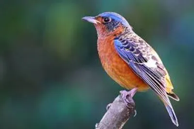 В мире отмечают Международный день птиц