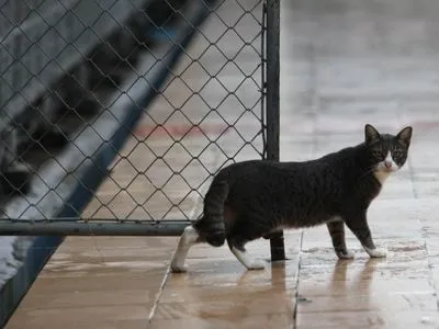 В одном из городов Китая запретили есть собак и кошек