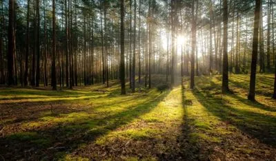 Карантин во Львове: Нацгвардия будет проверять парки и лесопарки на выходных