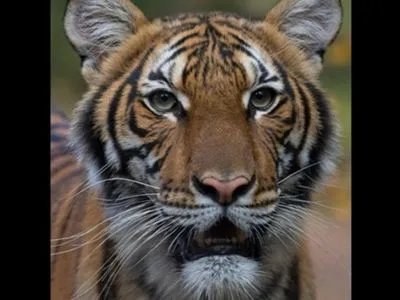 Тигрица в нью-йоркском зоопарке заразилась коронавирусом