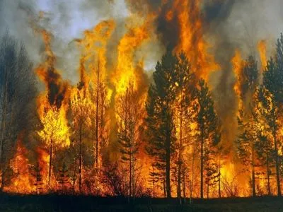 На Житомирщині у лісгоспі, який уже тиждень у вогні, затримали паліїв