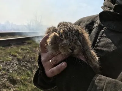 Спасли дачи и зайчонка: в Хмельницкой области ликвидировали возгорание сухой травы