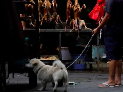 У КНР перестали вважати собак їстівними тваринами