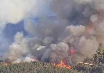 На Житомирщині пожежа знищила чотири гектари лісу і десятки будівель