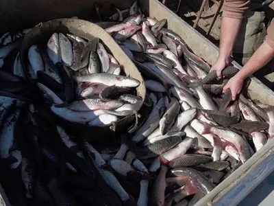 Прикордонники на Азовському морі врятували рибу, яку виловили браконьєри