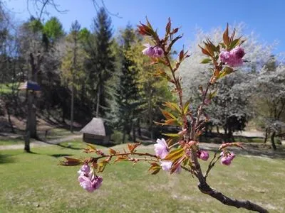 У Львові показали квітучі сакури