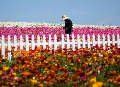 Нарушение карантина: человек за плату пускал желающих погулять в своем цветочном поле