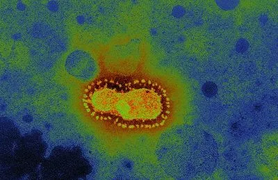 Німецькі вчені зробили відкриття щодо передачі коронавірусу