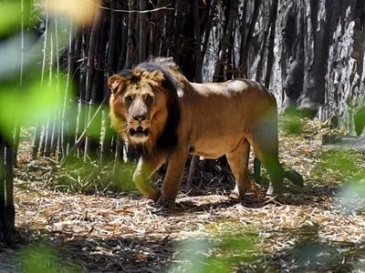 У нескольких тигров и львов в зоопарке Нью-Йорка подтвердили коронавирус