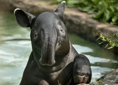 В дикой природе Бразилии впервые за сто лет родился тапир