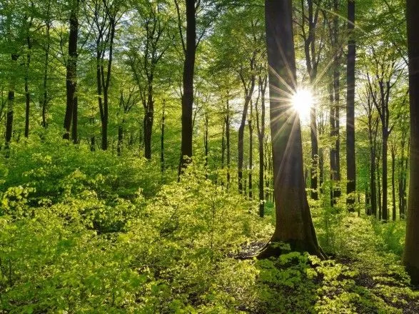 Потеря лесов в мире продолжается, хотя и более медленными темпами - ФАО