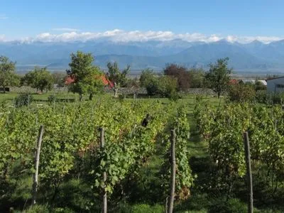 Украина стала вторым по объемам импортером грузинских вин