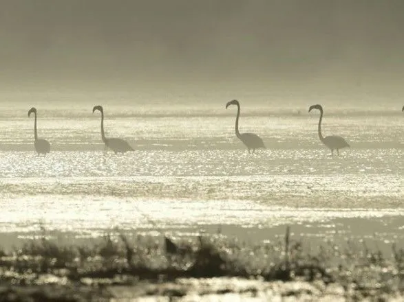 ornitologi-rozpovili-zvidki-na-mikolayivschini-rozhevi-flamingo