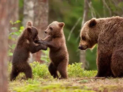 Малюська анонсировал появление на СЕТАМ трех львов и пяти медведей