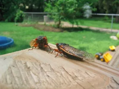 Цього року в США очікують на появу мільйонів цикад, які 17 років ховались під землею