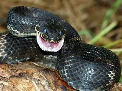 В Україні зареєстровано сім звернень за медичною допомогою через укуси змій