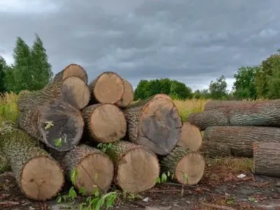 В Краматорске четырех работников лесхоза подозревают в незаконной вырубке на около 1,4 млн грн