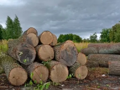 В Краматорске четырех работников лесхоза подозревают в незаконной вырубке на около 1,4 млн грн