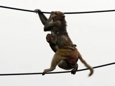 Мавпи втекли із зразками COVID-19 після нападу на лаборанта в Індії