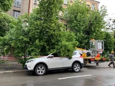 В центре Киева на автомобиль упало дерево