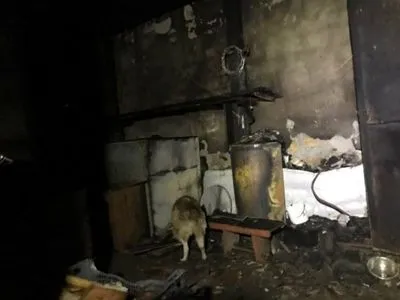 В Одессе горел приют для животных: эвакуировали около 400 кошек и собак