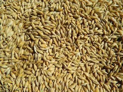 На складах Госрезерва обнаружили недостачу зерна на более чем 800 млн гривен, открыто производство