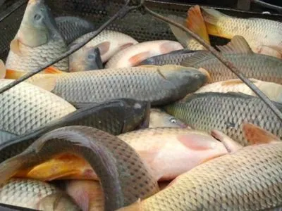 Украина в этом году за три месяца экспортировала живой рыбы на около 200 тыс. долларов