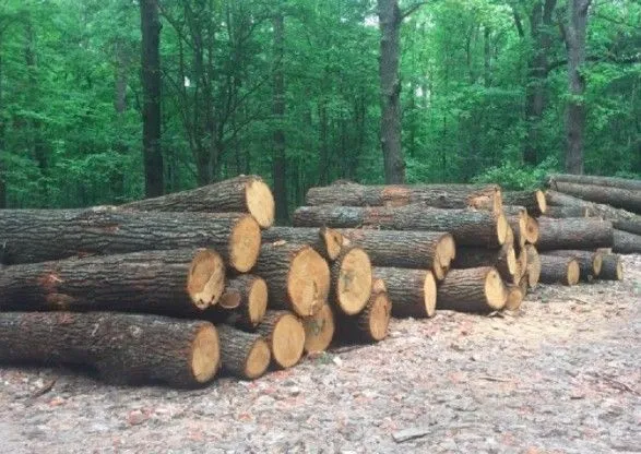 На Харківщині судитимуть посадовця лісгоспу через збитки на понад 4 млн гривень