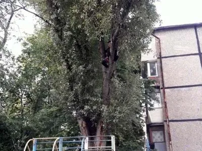 В Днепре 14-летний мальчик не смог слезть с дерева: вызвали чрезвычайников