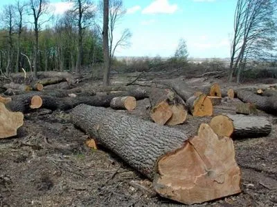 Лесника с Житомирской области осудят за "санитарную чистку деревьев" более чем 15 млн гривен