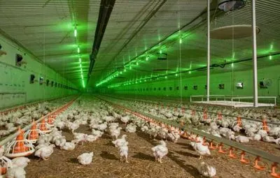 На производстве "Эпикур" массовая вспышка коронавируса: птицефабрику могут закрыть
