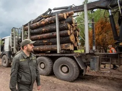 На Житомирщині розповіли про процес відновлення лісу після весняних пожеж
