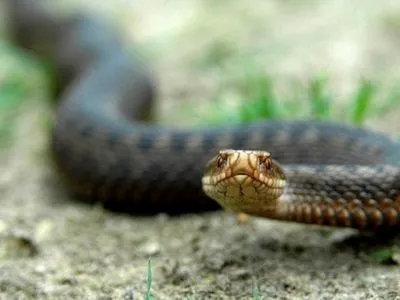 Женщину во Львовской области укусила змея