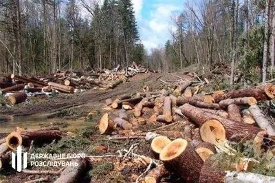 Убытков нв 8,5 млн грн: на Закарпатье чиновники лесной охраны подозреваются в незаконной вырубке деревьев