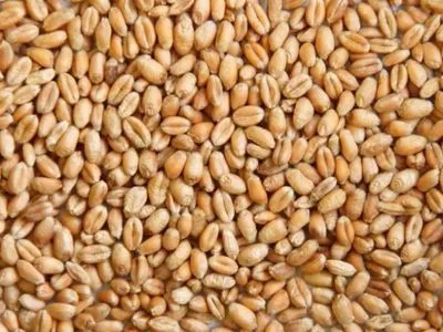 Снижением НДС Рада намерена бороться с “теневыми” перекупщиками зерна