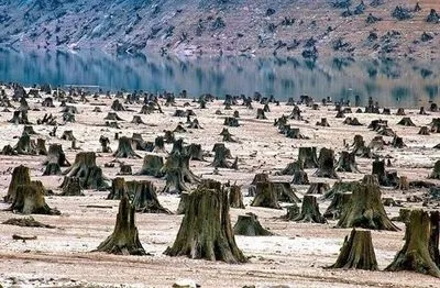 Открыто производство по факту вырубки лесов, что привела к паводкам на западе Украины