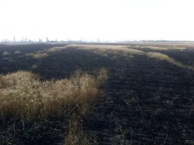 У Миколаївській області на пшеничних полях сталась масштабна пожежа