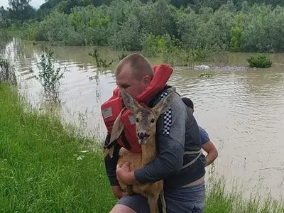 На Буковині врятували стадо козуль, які опинилися у пасці через паводки