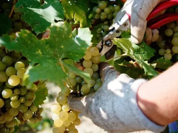 В Украине будут отмечать День виноградаря и винодела — нардеп