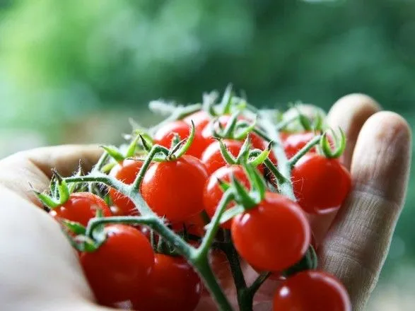 ukrayina-z-pochatku-roku-importuvala-pomidoriv-na-ponad-62-mln-dolariv